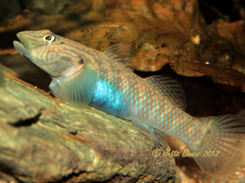 Adult female in spawning condition.