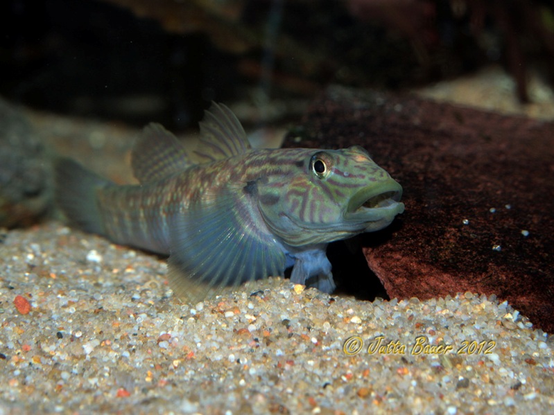 Adult female.