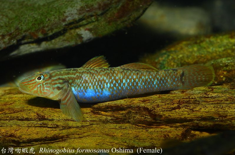 Gravid adult female specimen with eggs visible as a blue mass within the body.