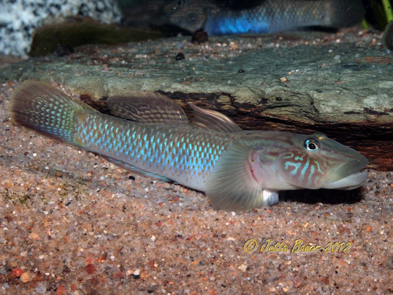 Adult male from the German aquarium trade.