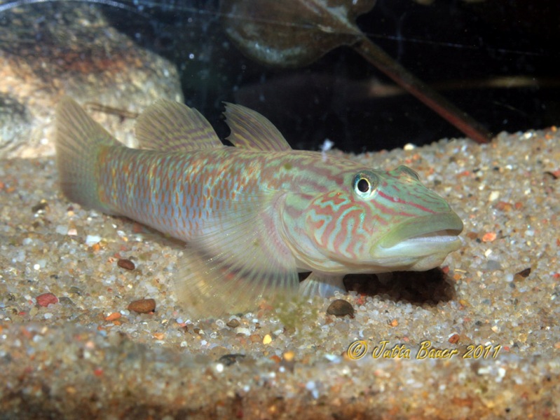 Adult male.