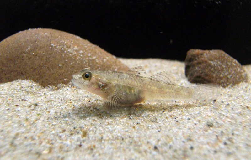 Subadult specimen.