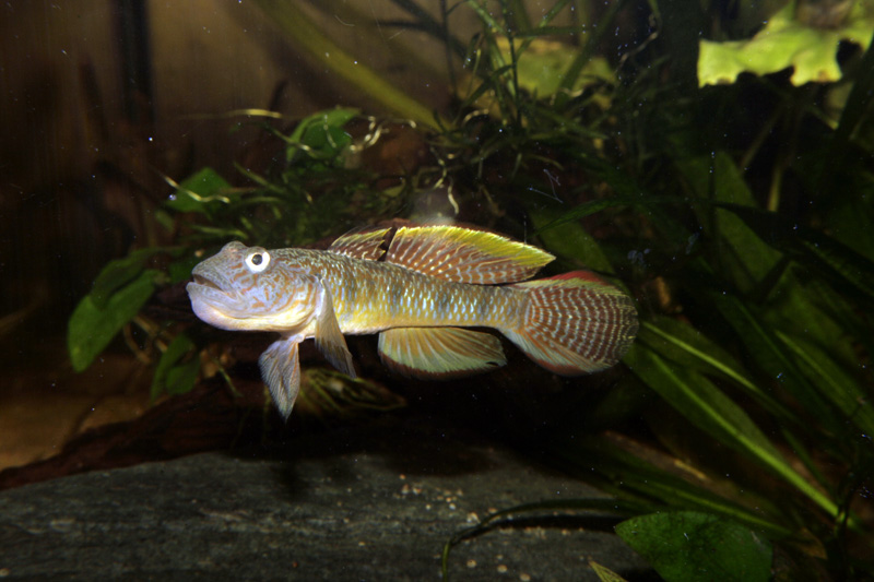 Male specimen from the German aquarium trade.