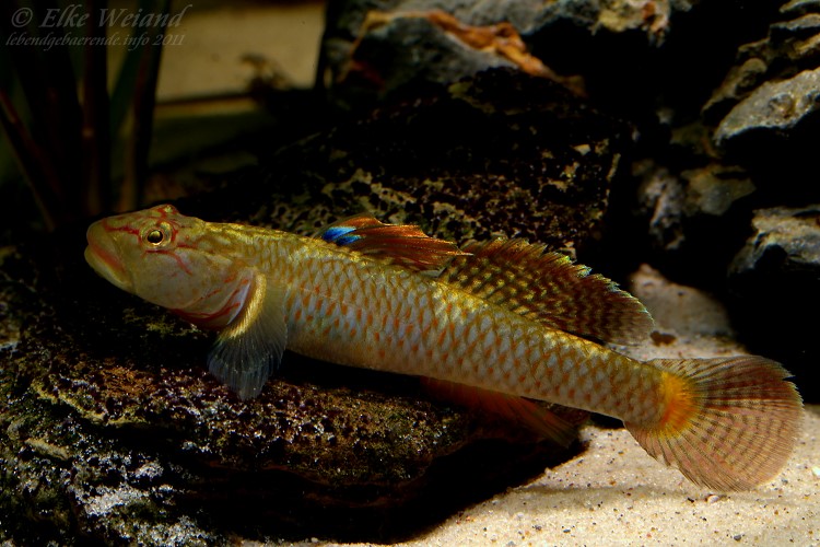 Adult male individual.