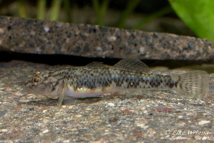 Young adult female.