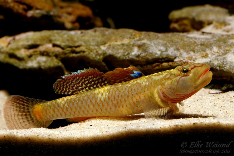 Adult male.