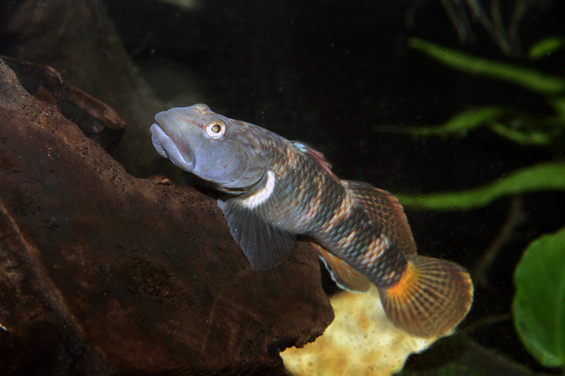 Dominant adult male.