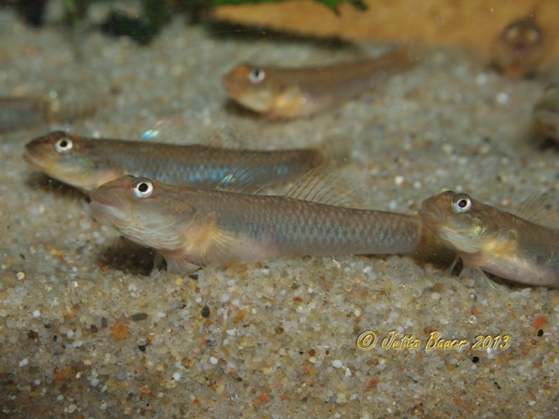 Aquarium-bred juveniles.