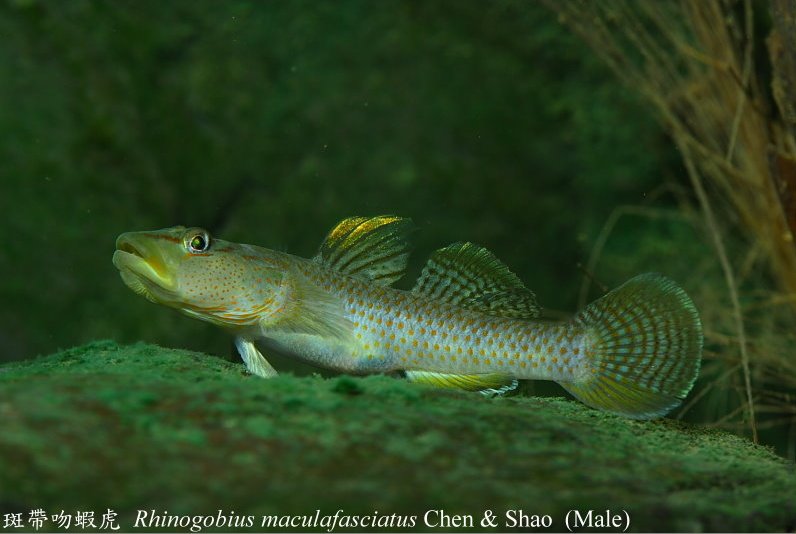 Adult male specimen.