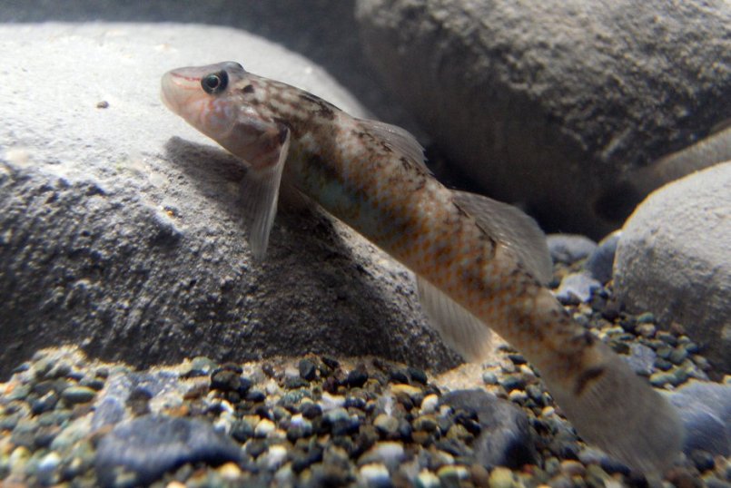 Young adult female from the UK aquarium trade.