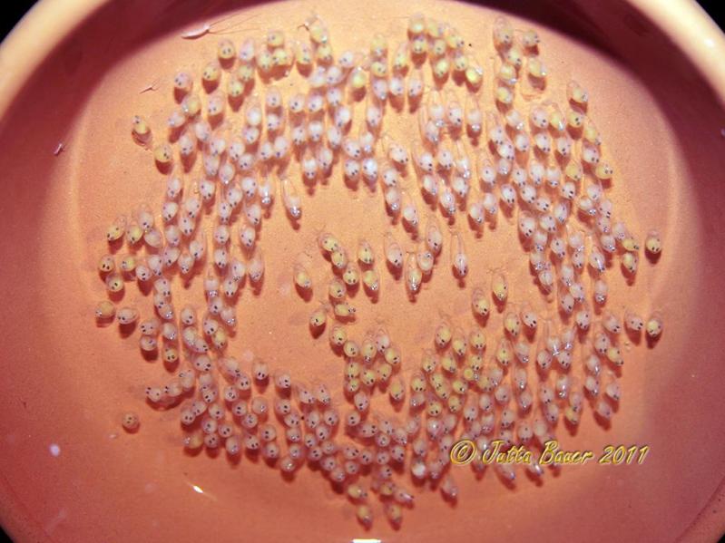 Fertile eggs around 9 days post-deposition.
