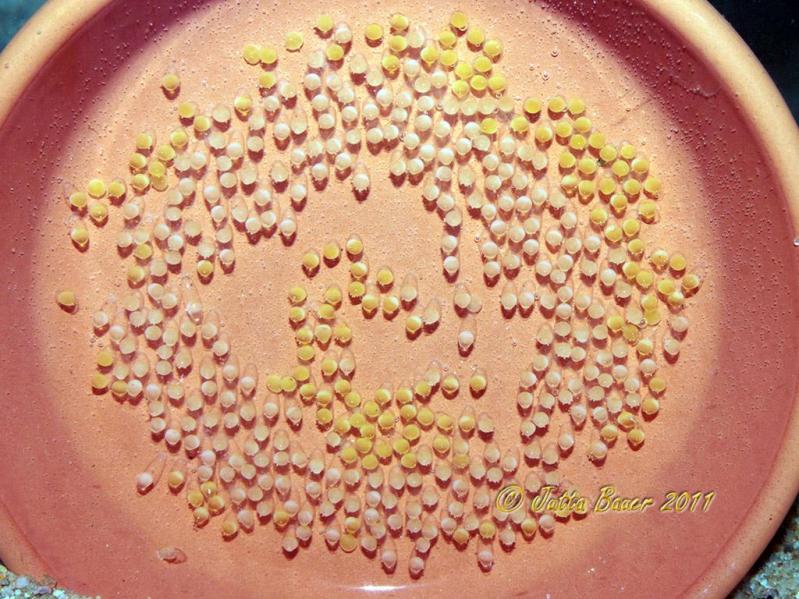 This species is relatively fecund and may lay over 400 eggs in a single batch.