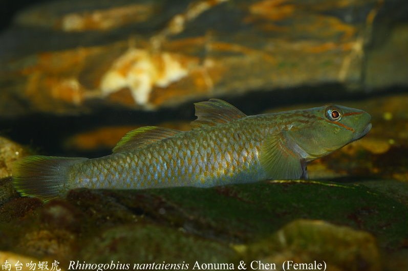 Adult female.