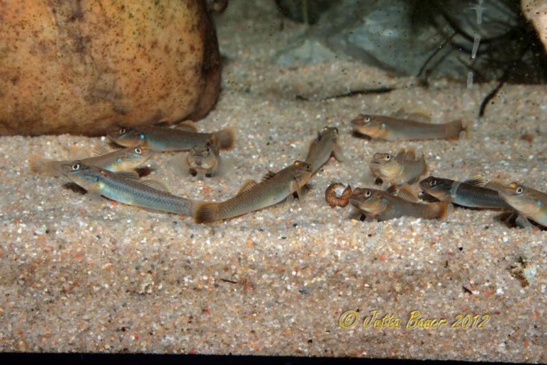 Rhinogobius nantaiensis juvs 1