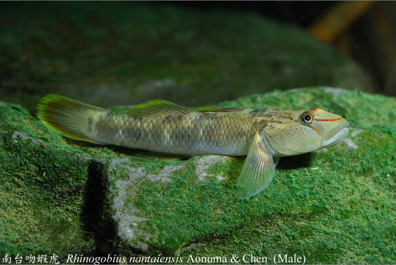 Adult male.