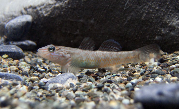 Young specimen from the UK aquarium trade.