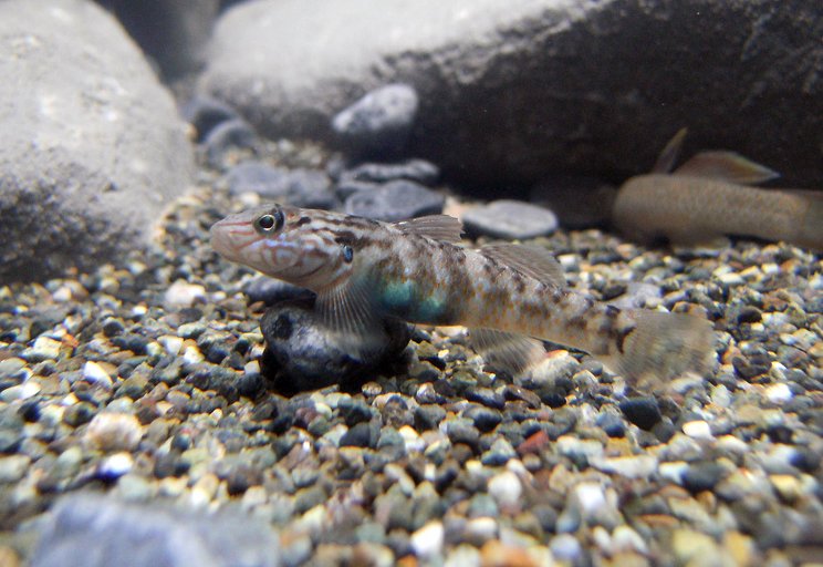 Young adult female.