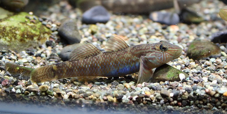 Adult female.