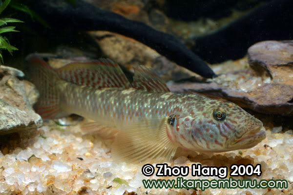 Adult male from southern China.