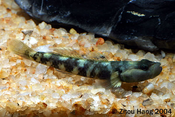 Adult male specimen.
