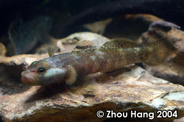 Adult female.