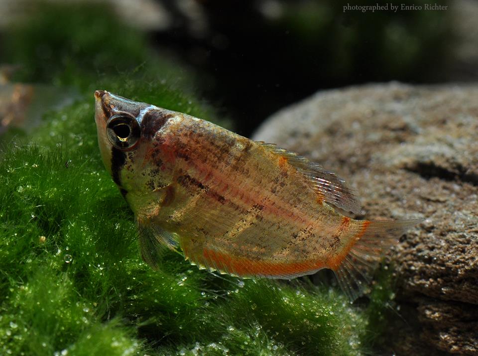 Individual displaying stress colour pattern.
