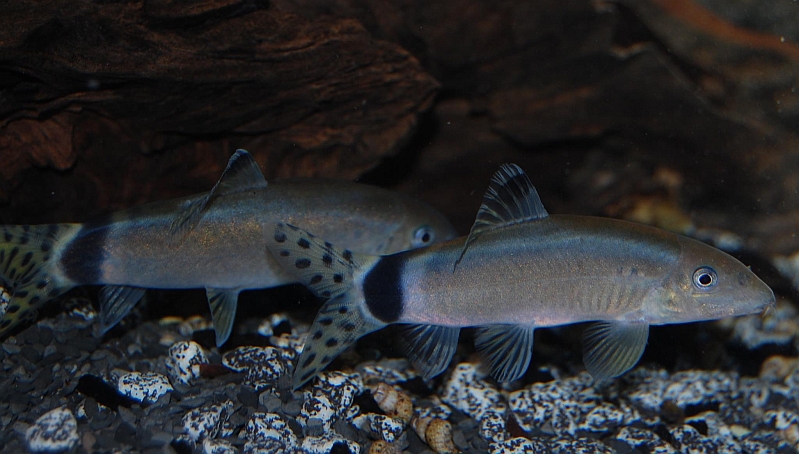 Specimens from the UK aquarium trade.