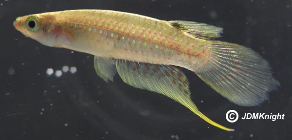 Male from Chennai.