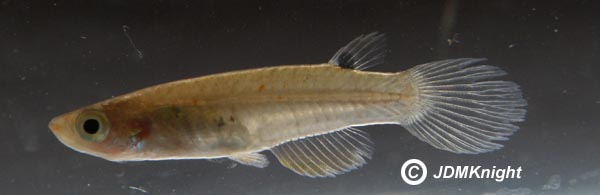 Female from Chennai.