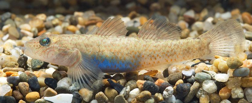 Adult female from Shizuoka Prefecture, Japan with eggs visible as a blue mass.