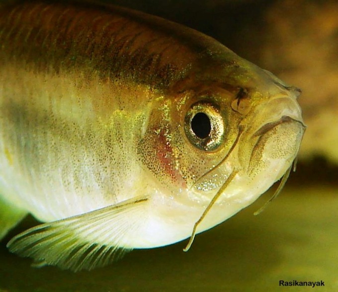 Head detail.