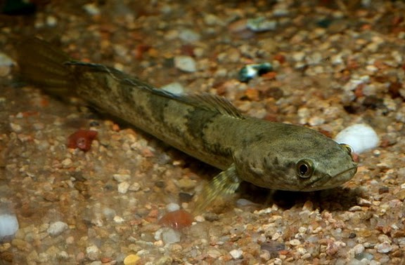 Young adult specimen.