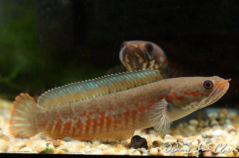 Adult female.