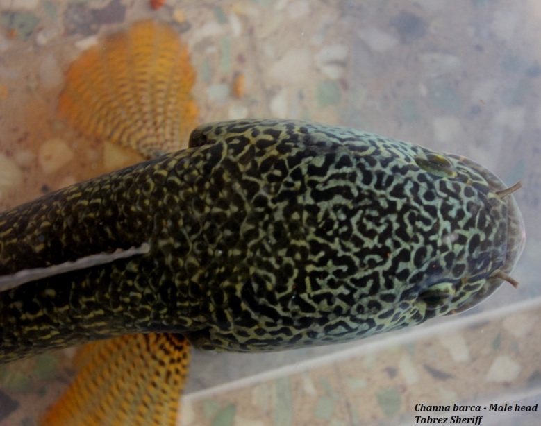 Dorsal view of head; male.