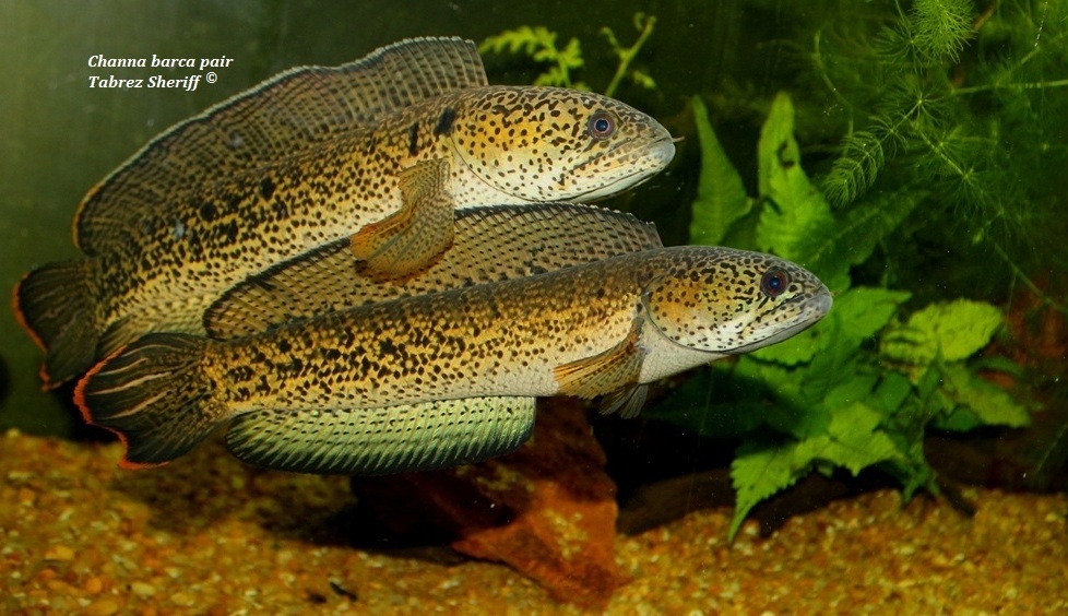 Bonded pair; male upper.