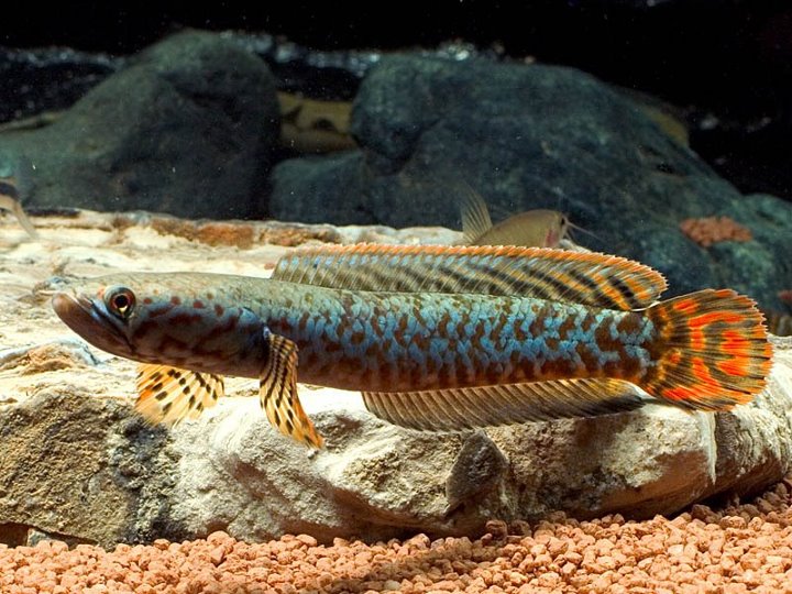 Particularly colourful specimen from the Singapore aquarium trade.