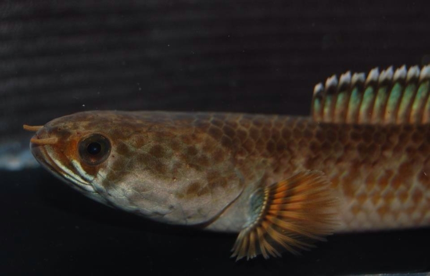Detail of head and anterior portion of body; note the presence of orangey-brown pigmentation between the eye and upper lip (see 'Notes').