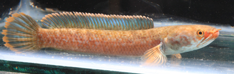 Specimen from the UK aquarium trade.