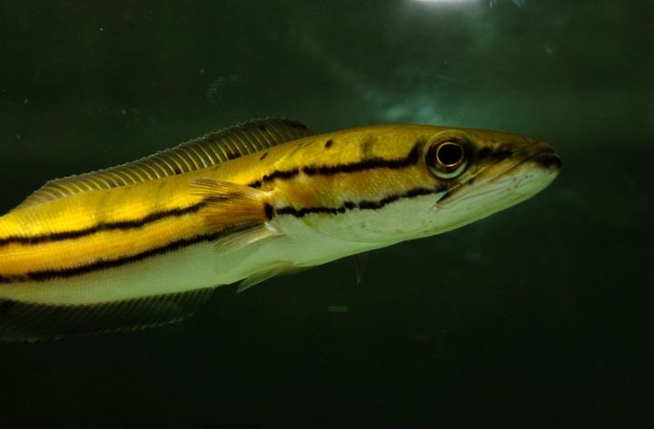 Head and body detail of a juvenile specimen.