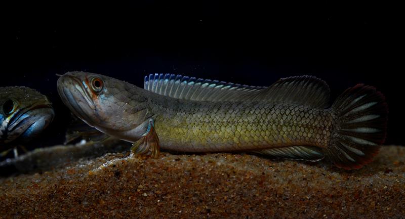 Specimen from the Chel River in northern West Bengal state, India.