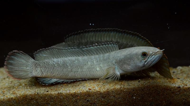 Pale form from the Ichamati river drainage in central West Bengal state, India.