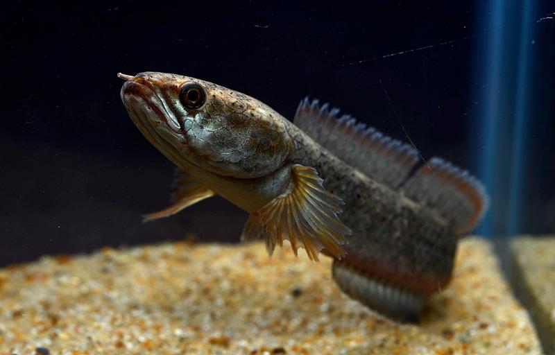 Another view of the attractive fish from 'northeastern India'...