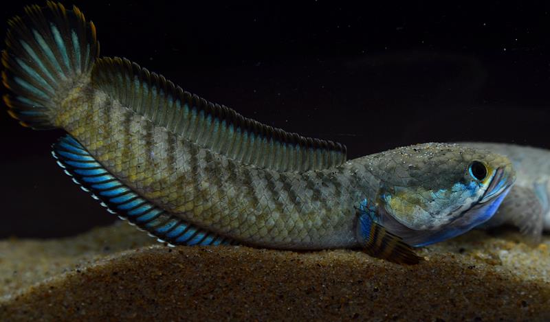 Specimen from the Chel River in aggressive display.