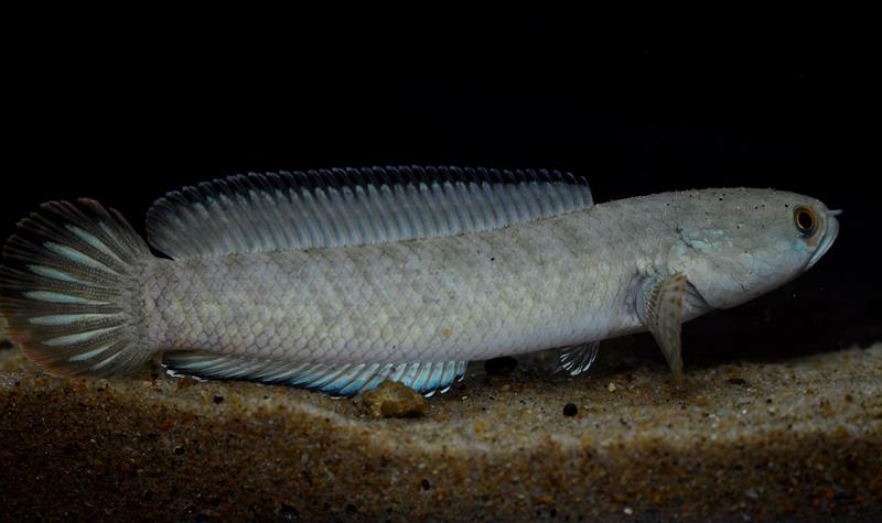 Specimen from the Ichamati River.