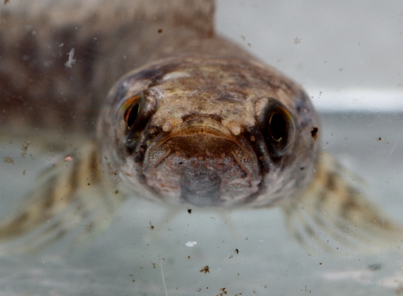 Head detail of C. sp. 'jet black Malaya'.