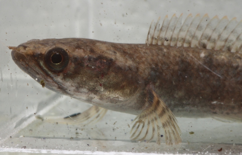 Detail of head and anterior portion of body in C. sp. 'jet black Malaya'.