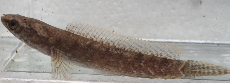 Form from Peninsular Malaysia traded as C. sp. 'jet black Malaya'.