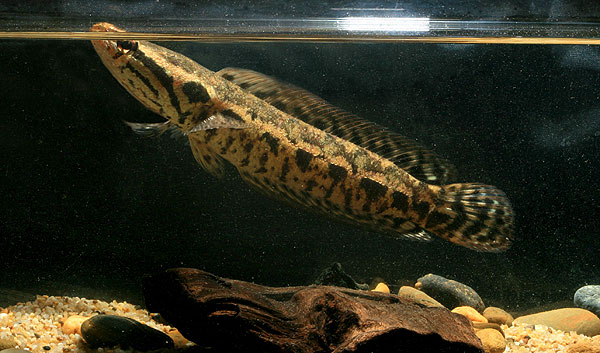Channa lucius NP