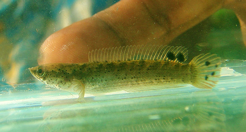Specimen with two dorsal-fin blotches, a number of smaller dark markings on the caudal-fin and blackish spots on the body from the Chalakudy River, Kerala state, southern India.