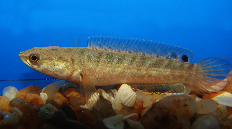 Another specimen from the Chalakudy...